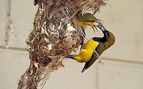 Sunbird Motel